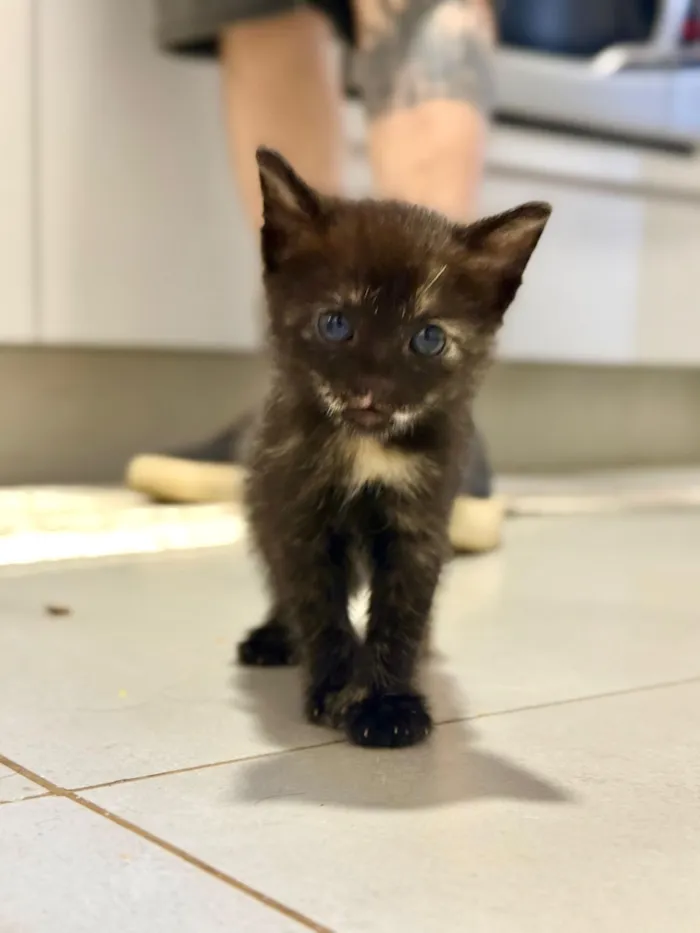Gato raça SRD-ViraLata idade Abaixo de 2 meses nome sem nome