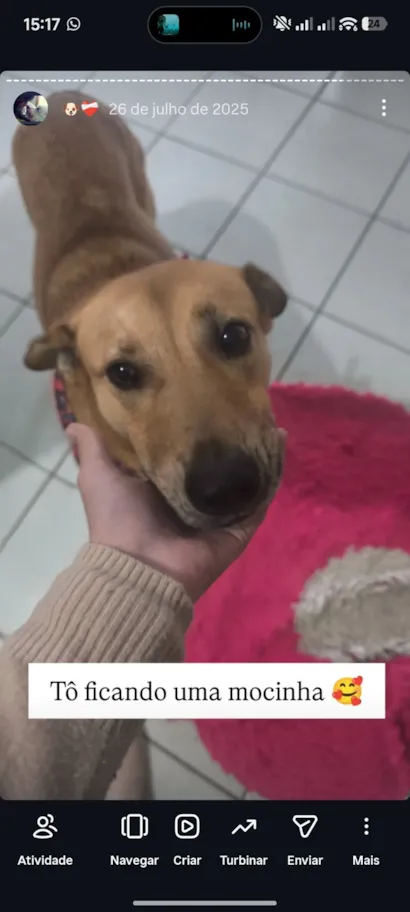 Cachorro raça SRD-ViraLata idade 3 anos nome melissa 