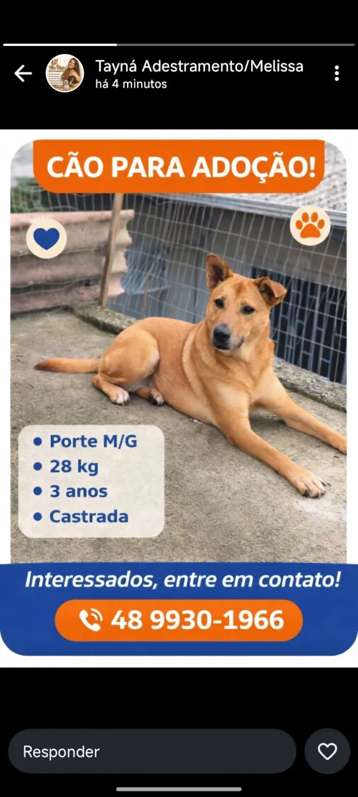 Cachorro raça SRD-ViraLata idade 3 anos nome melissa 