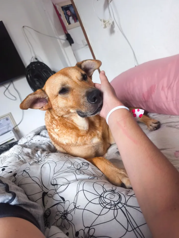 Cachorro raça SRD-ViraLata idade 3 anos nome melissa 