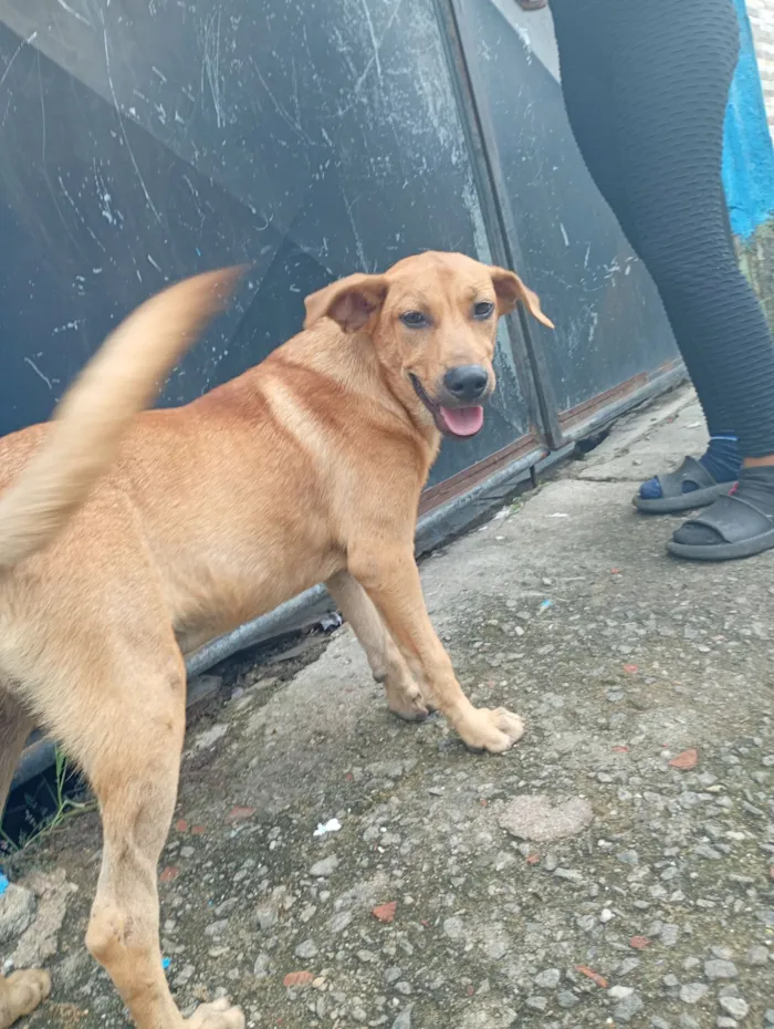 Cachorro raça SRD-ViraLata idade 7 a 11 meses nome Lupi 