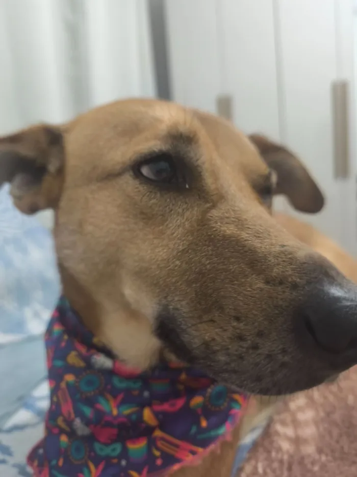 Cachorro raça SRD-ViraLata idade 3 anos nome Melissa 