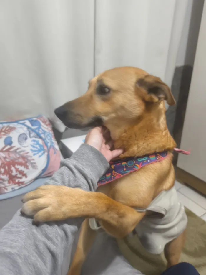 Cachorro raça SRD-ViraLata idade 3 anos nome Melissa 