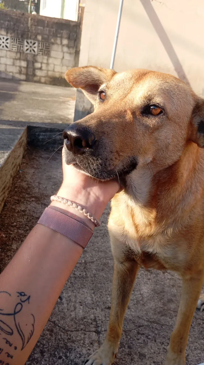 Cachorro raça SRD-ViraLata idade 3 anos nome Melissa 