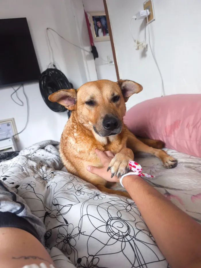 Cachorro raça SRD-ViraLata idade 3 anos nome Melissa 