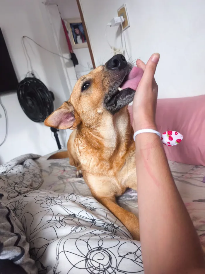 Cachorro raça SRD-ViraLata idade 3 anos nome Melissa 