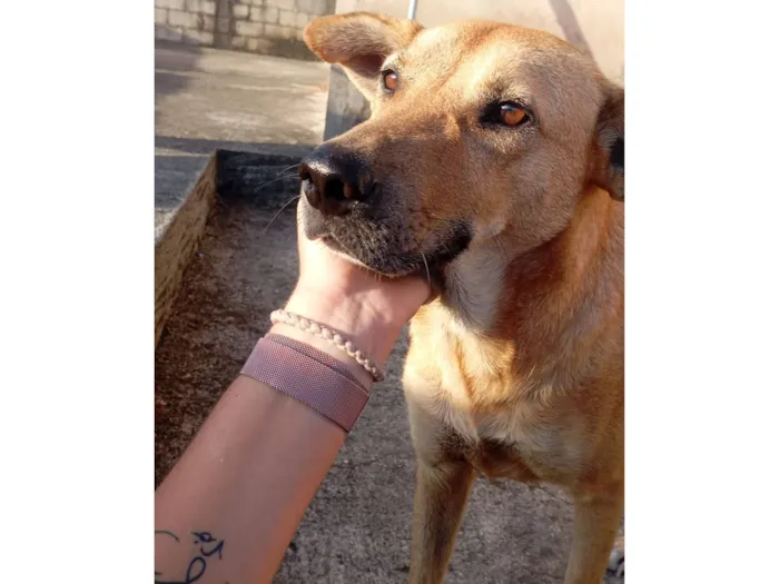Cachorro raça SRD-ViraLata idade 3 anos nome Melissa 