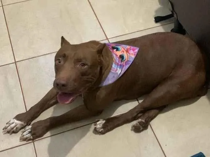 Cachorro raça Pit-Bull idade 4 anos nome Athena 