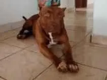 Cachorro raça Pit-Bull idade 4 anos nome Athena 
