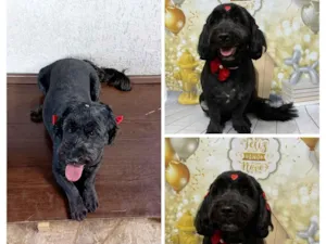 Cachorro raça Poodle idade 6 ou mais anos nome Luna 