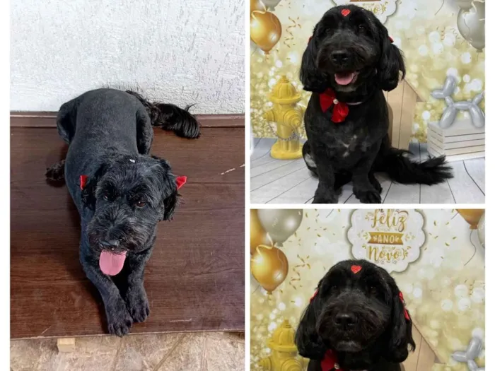 Cachorro raça Poodle idade 6 ou mais anos nome Luna 