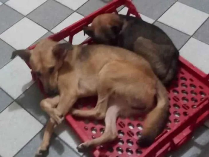 Cachorro raça SRD-ViraLata idade 4 anos nome Davi,  estrela , pérola,  Steve 