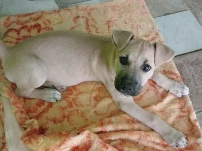 Cachorro raça SRD-ViraLata idade 2 a 6 meses nome Apollo
