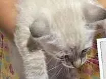 Gato raça Siamês idade Abaixo de 2 meses nome Mimi 