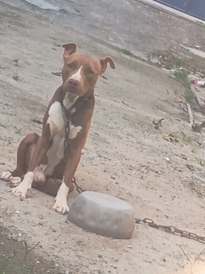 Cachorro raça Pit-Bull idade 1 ano nome Nero 
