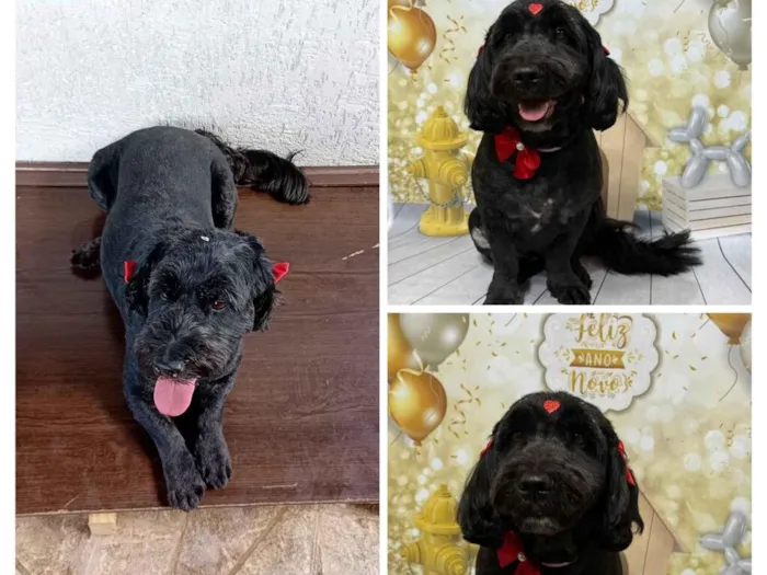Cachorro raça Poodle idade 6 ou mais anos nome Luna 