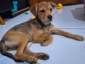 Cachorro raça SRD-ViraLata idade 2 a 6 meses nome Mel