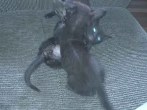 Gato raça Exótico idade 2 a 6 meses nome Michel Rodrigues 