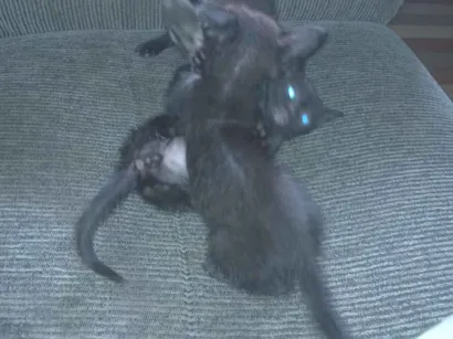 Gato raça Exótico idade 2 a 6 meses nome Michel Rodrigues 