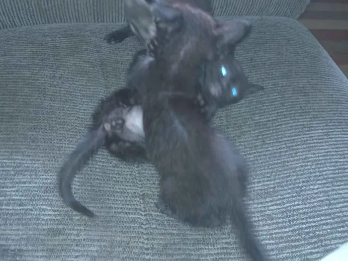 Gato raça Exótico idade 2 a 6 meses nome Michel Rodrigues 