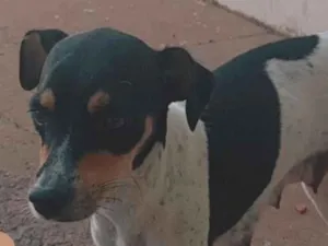 Cachorro raça SRD-ViraLata idade 7 a 11 meses nome sabrina