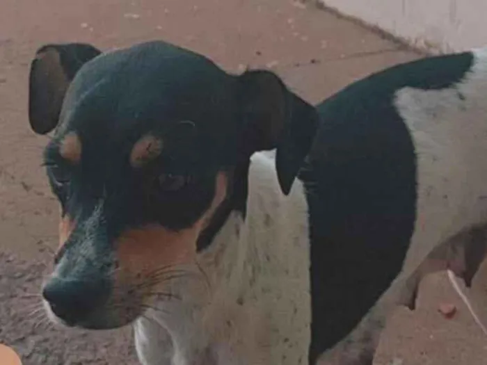 Cachorro raça SRD-ViraLata idade 7 a 11 meses nome sabrina