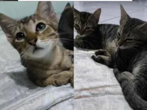Gato raça SRD-ViraLata idade 2 a 6 meses nome Eles ainda não possuem nomes :(