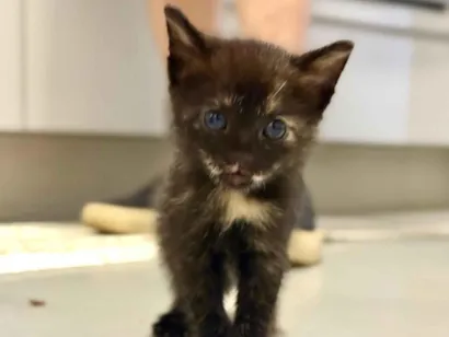 Gato raça SRD-ViraLata idade Abaixo de 2 meses nome sem nome