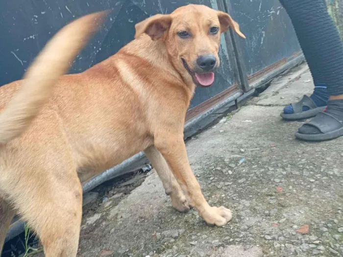 Cachorro raça SRD-ViraLata idade 7 a 11 meses nome Lupi 