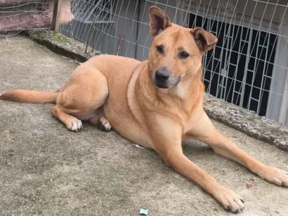 Cachorro raça SRD-ViraLata idade 3 anos nome Melissa 