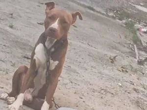 Cachorro raça Pit-Bull idade 1 ano nome Nero 