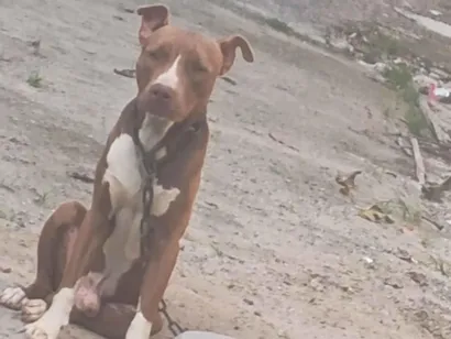 Cachorro raça Pit-Bull idade 1 ano nome Nero 