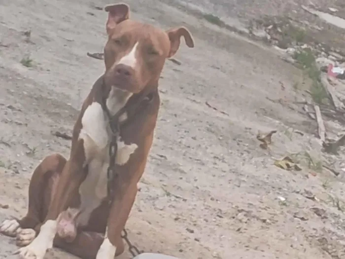 Cachorro raça Pit-Bull idade 1 ano nome Nero 
