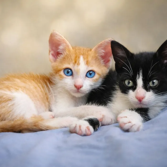 Gato raça SRD-ViraLata idade 2 a 6 meses nome Batata