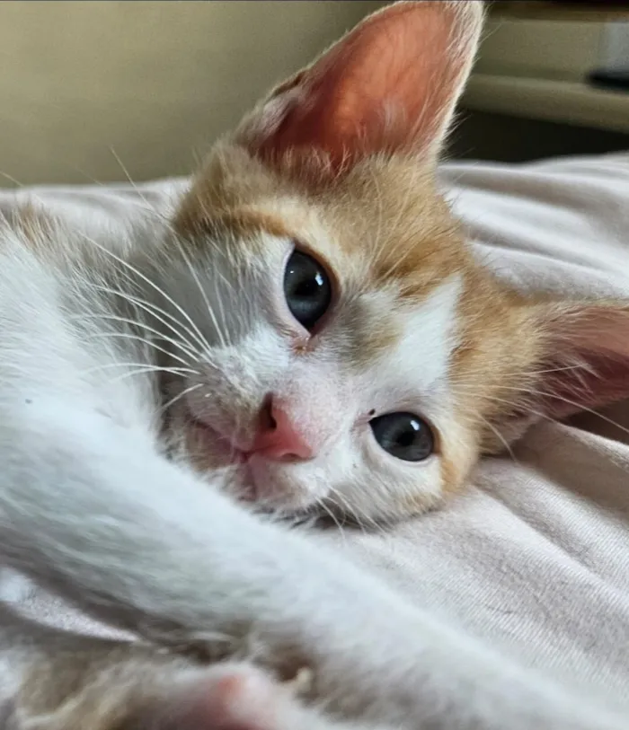 Gato raça SRD-ViraLata idade 2 a 6 meses nome Batata