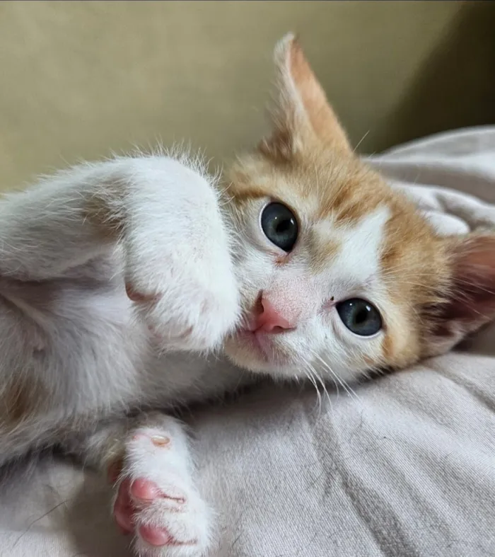Gato raça SRD-ViraLata idade 2 a 6 meses nome Batata