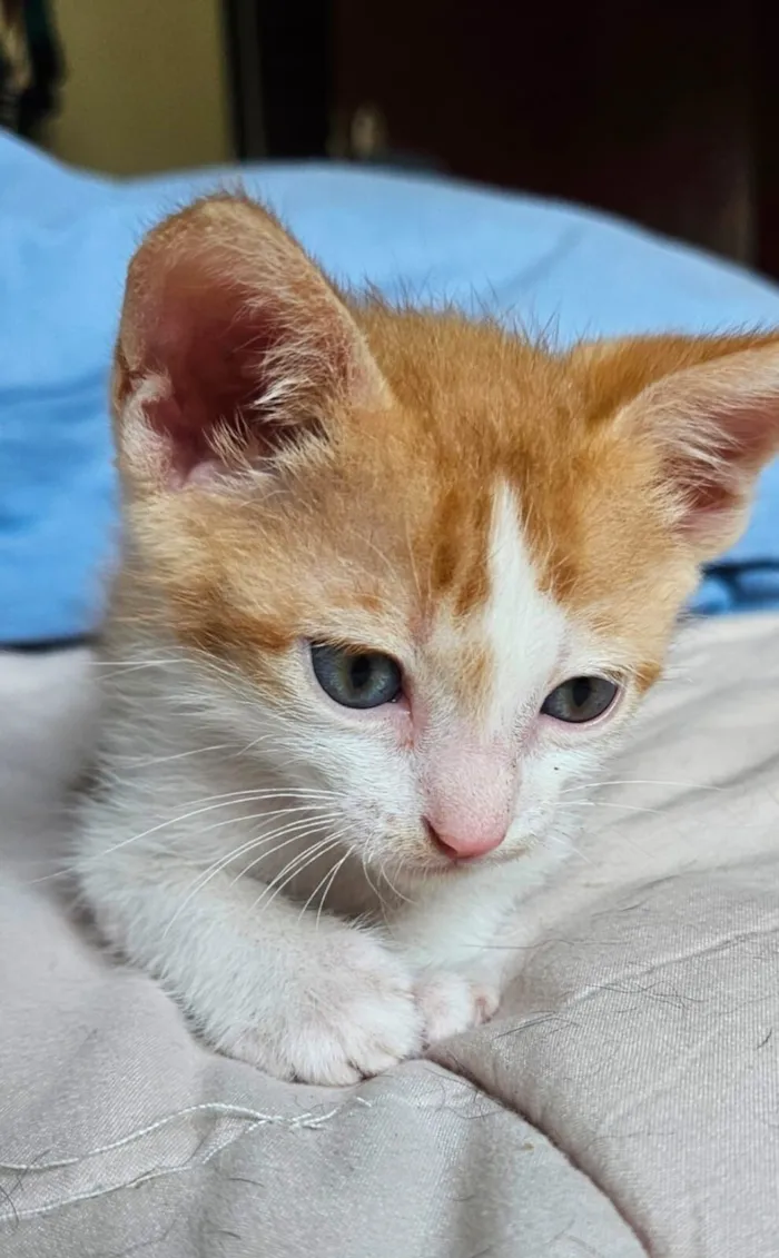 Gato raça SRD-ViraLata idade 2 a 6 meses nome Batata