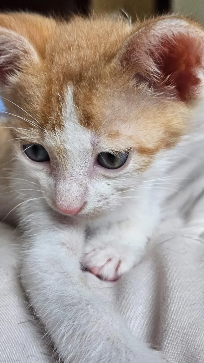 Gato raça SRD-ViraLata idade 2 a 6 meses nome Batata