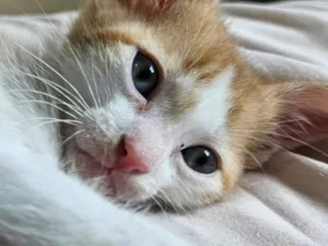 Gato raça SRD-ViraLata idade 2 a 6 meses nome Batata