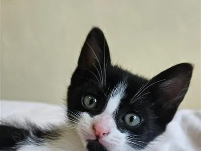 Gato raça SRD-ViraLata idade 2 a 6 meses nome Maria Eduarda