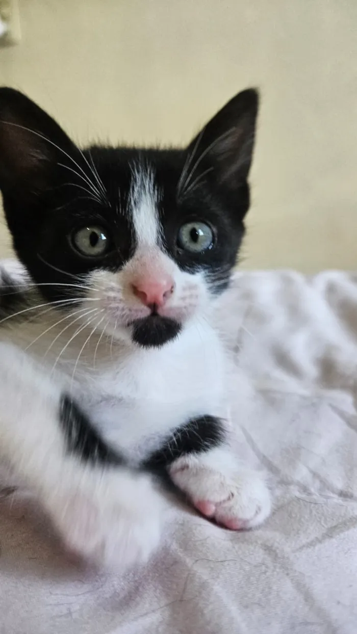 Gato raça SRD-ViraLata idade 2 a 6 meses nome Maria Eduarda