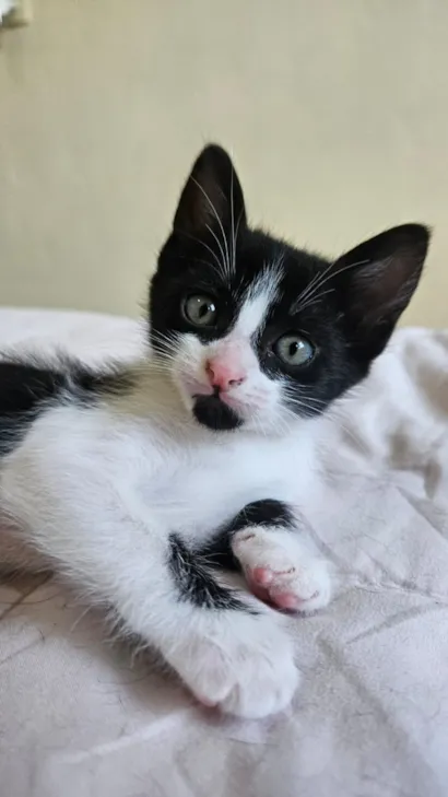 Gato raça SRD-ViraLata idade 2 a 6 meses nome Maria Eduarda