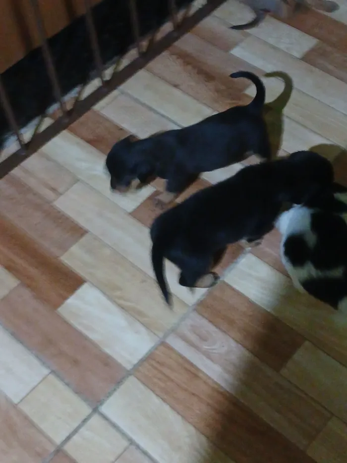 Cachorro raça SRD-ViraLata idade Abaixo de 2 meses nome toto