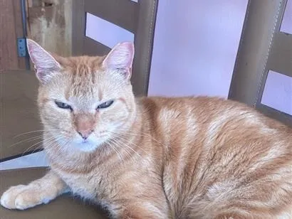 Gato raça SRD-ViraLata idade 2 anos nome Dante