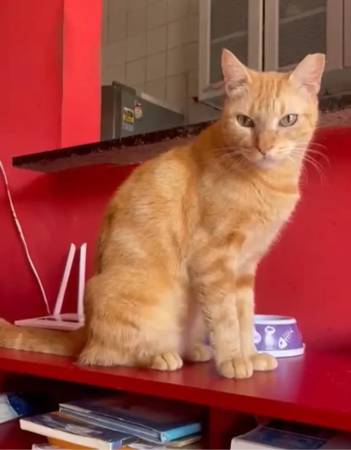 Gato raça SRD-ViraLata idade 2 anos nome Dante