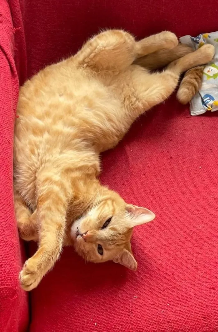 Gato raça SRD-ViraLata idade 2 anos nome Dante