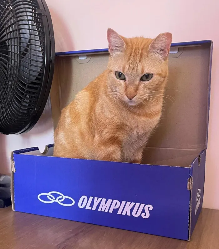 Gato raça SRD-ViraLata idade 2 anos nome Dante