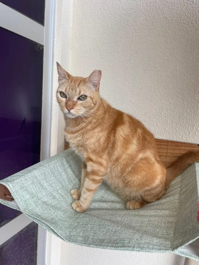 Gato raça SRD-ViraLata idade 2 anos nome Dante