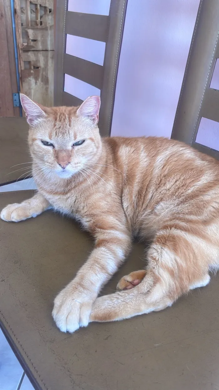 Gato raça SRD-ViraLata idade 2 anos nome Dante