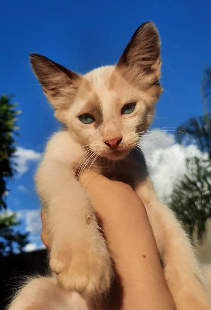 Gato raça SRD-ViraLata idade 2 a 6 meses nome gatinhos ?? 